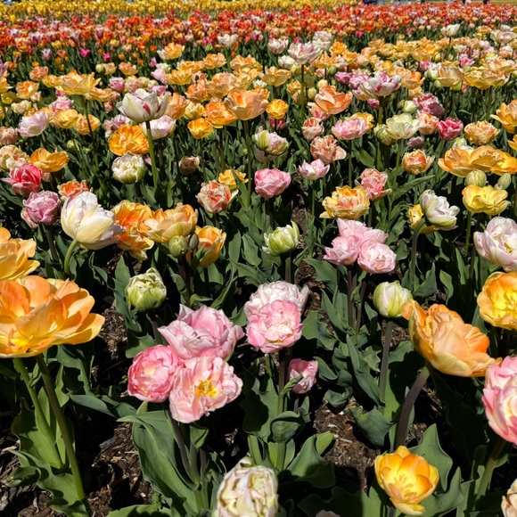 t h x  f o r  s t o p p i n g  b y - Picture 6 of 8